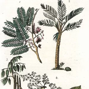Plants of Sri Lanka: tamarind 1, sago palm