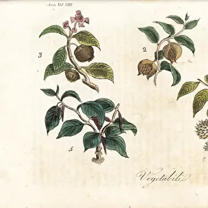Plants of Sumatra including clove, mangosteen