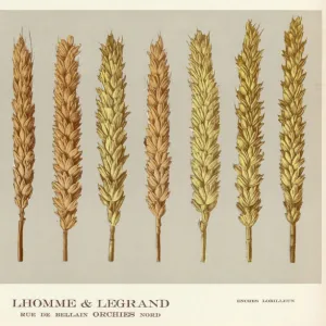 Plants / Triticum Vulgare