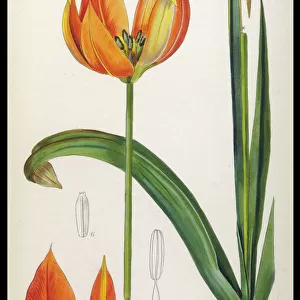 Plants / Tulipa Whittallii