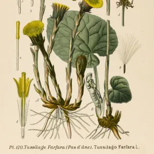 VALERIAN パンフレット Common Valerian Print, Handcoloured Lithograph 1880. Art