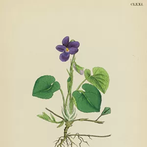 Plants / Viola Odorata