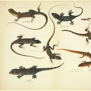 Plate 102 from the John Reeves Collection (Zoology)