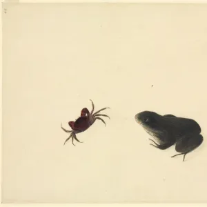 Plate 105 from the John Reeves Collection (Zoology)