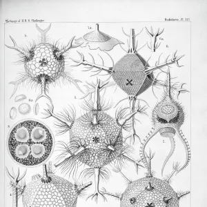 Plate 117 from the report of the Voyage of H. M. S. Challenger