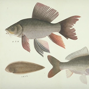 Plate 131 from the John Reeves Collection