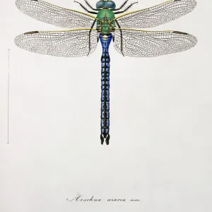 Plate 17 from Libellulinae Europaeae by de Charpentier