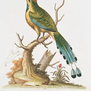 Plate 327 from The Gleanings of Natural History by George Ed