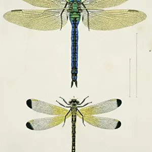 Plate 45 from Libellulinae Europaeae by de Charpentier
