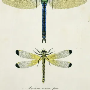 Plate 45 from Libellulinae Europaeae by de Charpentier