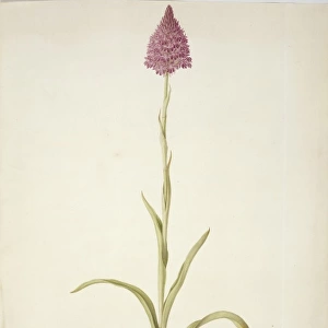 Plate 77 from British Orchids