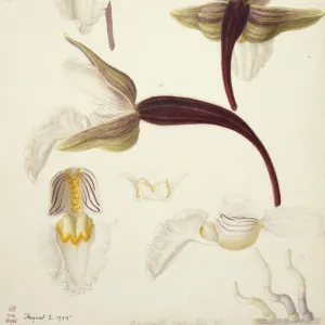 Plate 79 from British Orchids