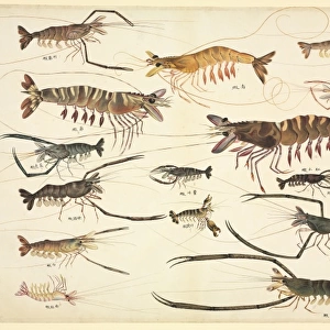 Plate 90 from the John Reeves Collection