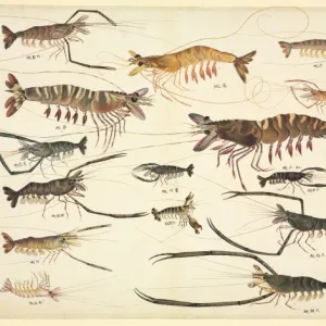 Plate 90 from the John Reeves Collection