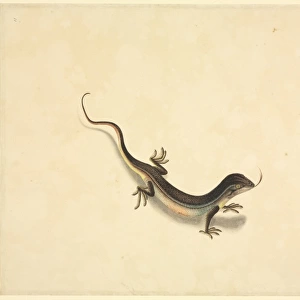 Plate 99 from the John Reeves Collection (Zoology)