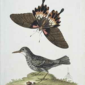 Plate from The Gleanings of Natural History by George Edward