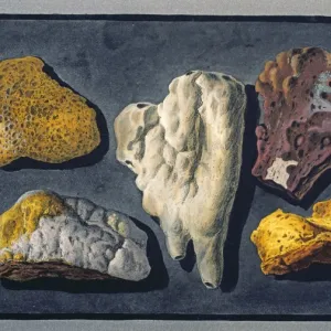 Plate XXXXIV: Lava Samples