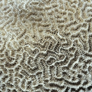 Platygyra daedalea, brain coral