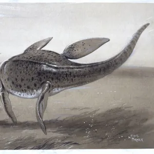 Plesiosaur