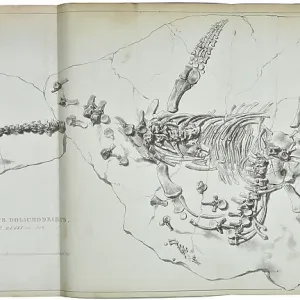Plesiosaurus dolichodeirus Plesiosaurus dolichodeirus