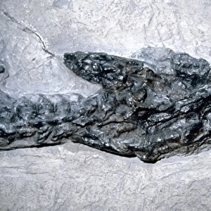 Plesiosaurus dolichodeirus: Head only