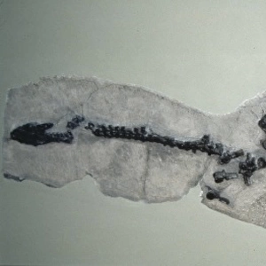 Plesiosaurus dolichodeirus skeleton