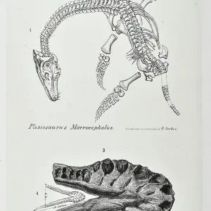 Plesiosaurus macrocephalus Plesiosaurus macrocephalus