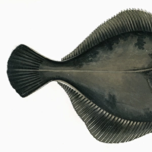Pleuronectes flesus, or European Flounder