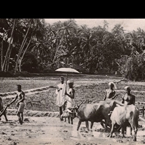 Ploughing with Buffalo - Malabar region of southern India
