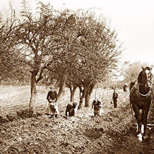Ploughing early 1900s