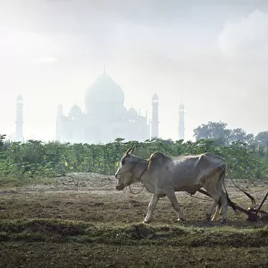 Ploughing with oxen, Taj Mahal, India