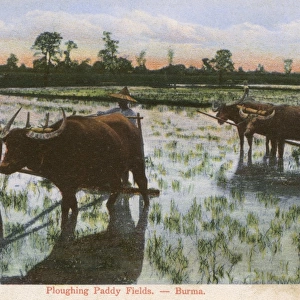 Ploughing a Rice Paddy Field in Myanmar