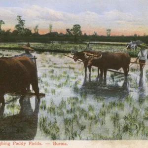 Ploughing a Rice Paddy Field in Myanmar