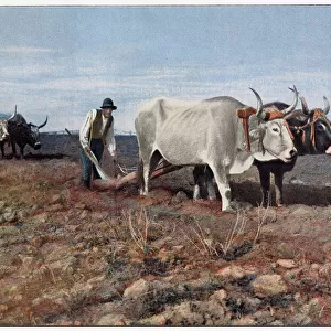 Ploughing in the Roman Campagna, with two pairs of oxen Date: 1890s