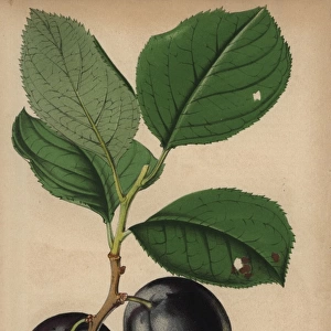 Plum cultivar, Monarch, Prunus domestica