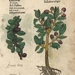 Plum tree, Prunus domestica, and siricote