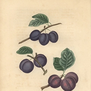 Plum varieties, Prunus domestica