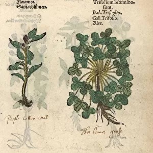 Plumed cockscomb, Celosia argentea, and clover