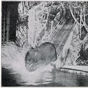 Plunging elephants at the London Hippodrome