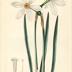 Poets daffodil, Narcissus poeticus subsp. radiiflorus