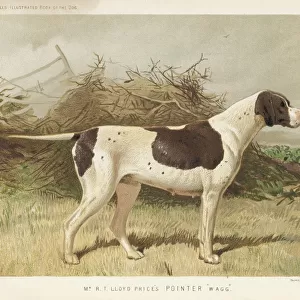 Pointer (Very Shaw)
