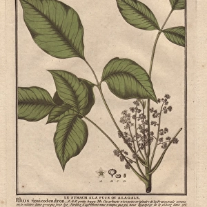 Poison ivy, Toxicodendron radicans