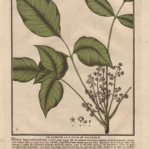 Poison ivy, Toxicodendron radicans