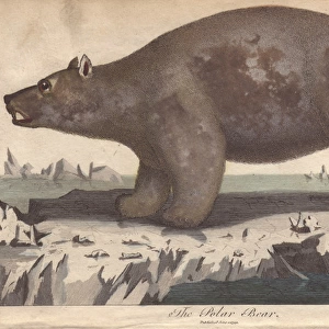 Polar bear, Ursus maritimus, standing on ice floe