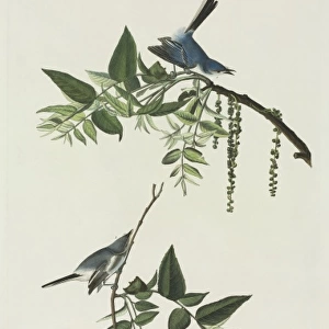 Polioptila caerulea, blue-grey gnatcatcher