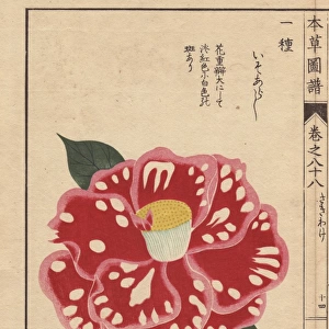 Polka-dot camellia, Iso arashi, Thea japonica Nois Forma