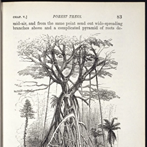 Polyalthea - Strange Forest Tree - Tree Fern