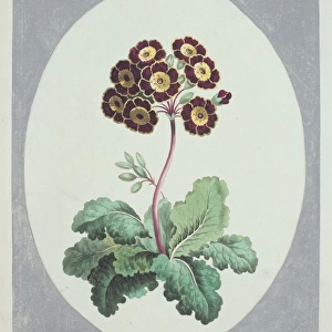 Polyanthus sp. primrose