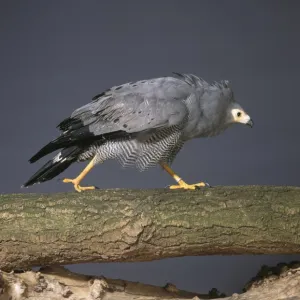 Polyboroides typus, African harrier-hawk