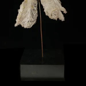 Polyclonia frondosa, jellyfish